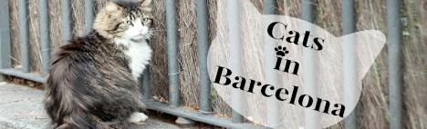 Los gatos de Barcelona