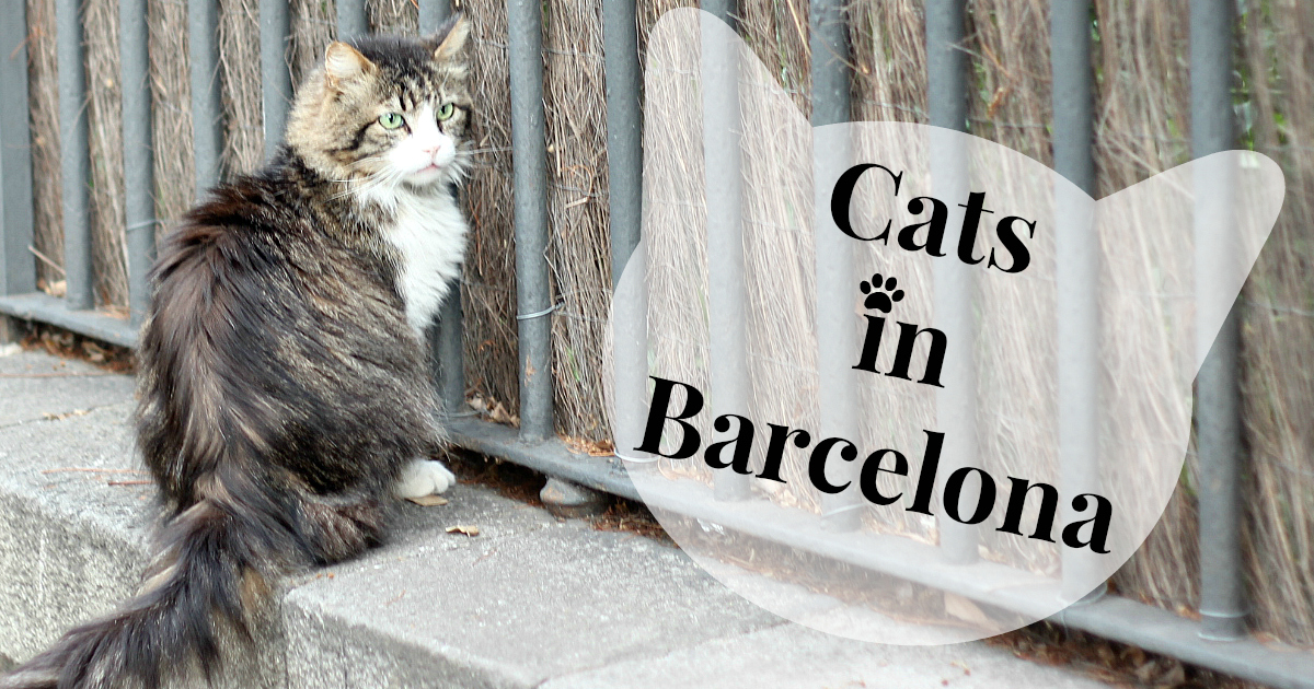 I gatti di Barcellona