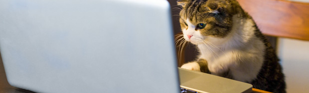 macska számítógéppel