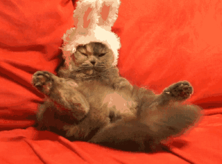  "Meow meeeoow " - Cat is telling you to book your Easter apartment while you still have the chance.