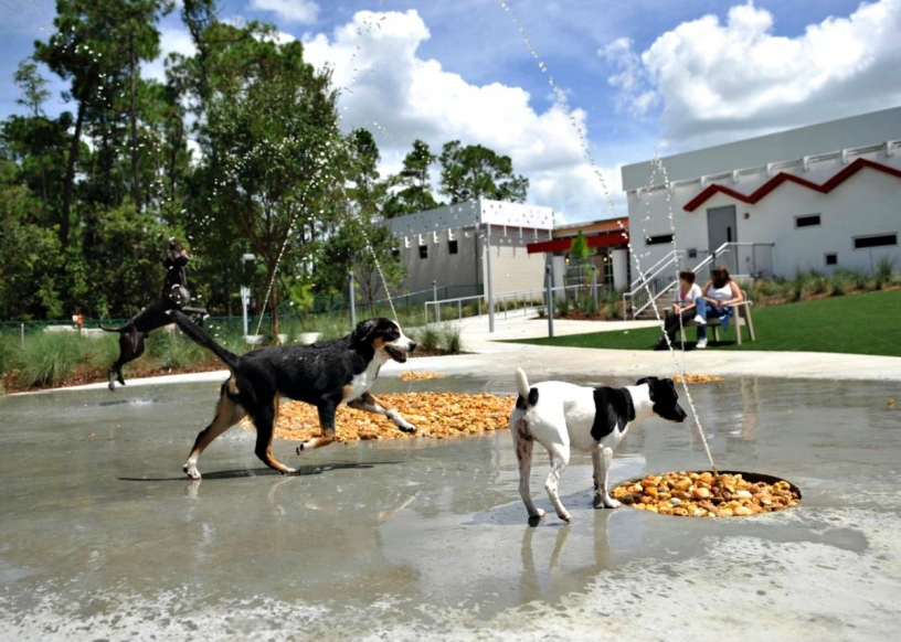 Pets running around a park in Barcelona