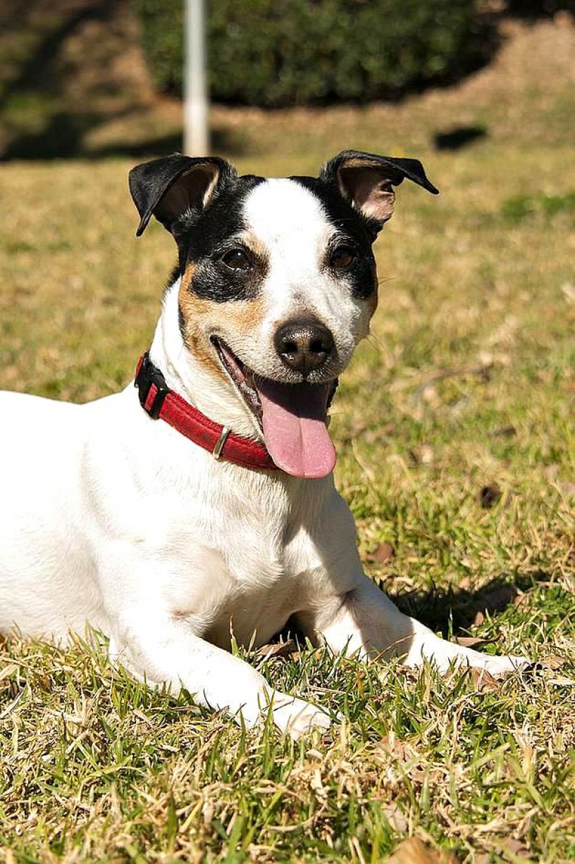 Dog Happy in the park