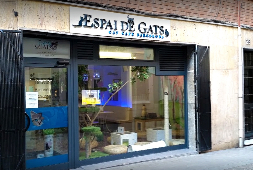 Espai de Gats Cat Café Barcelona