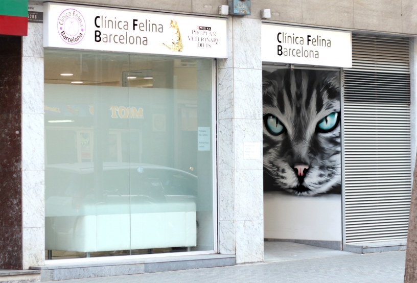 Veterinarios de gatos