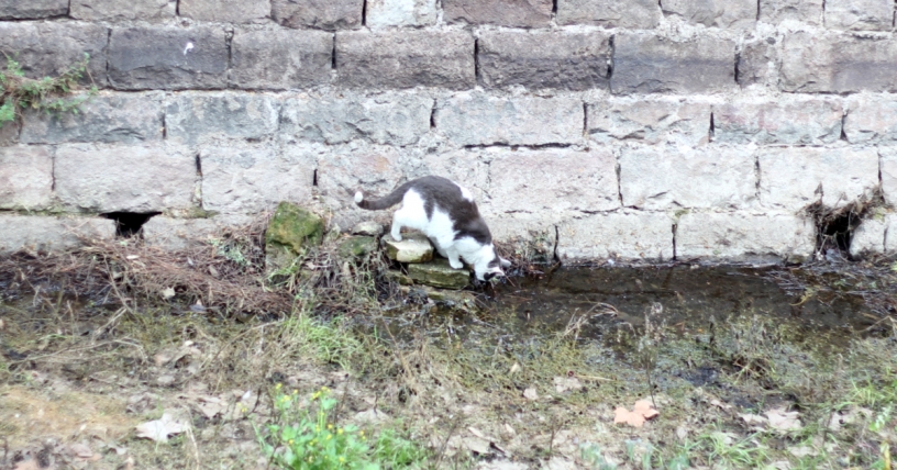 Gato callejero en Barcelona