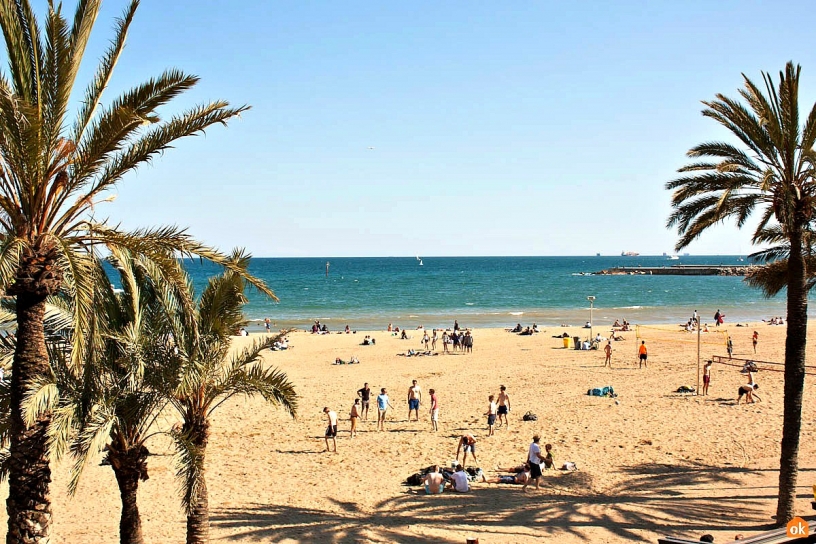 Palms along Somorrostro beach