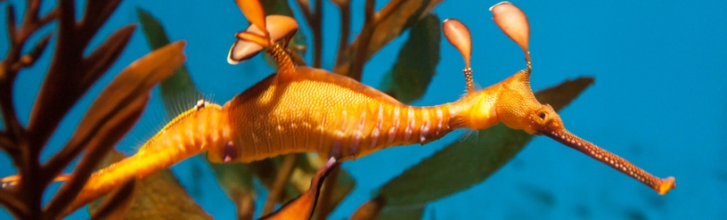 Acquario Barcellona