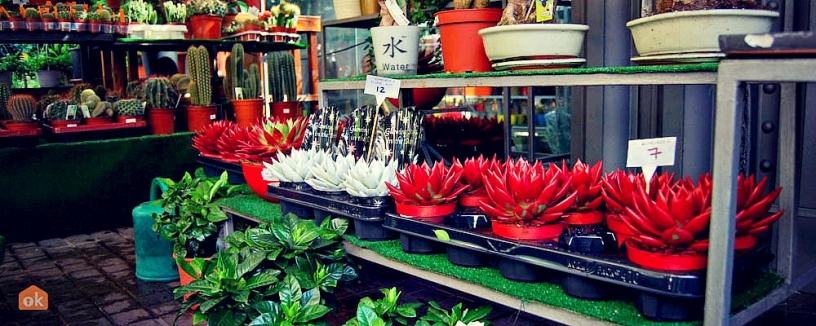 Plantas, Mercat de les Flors