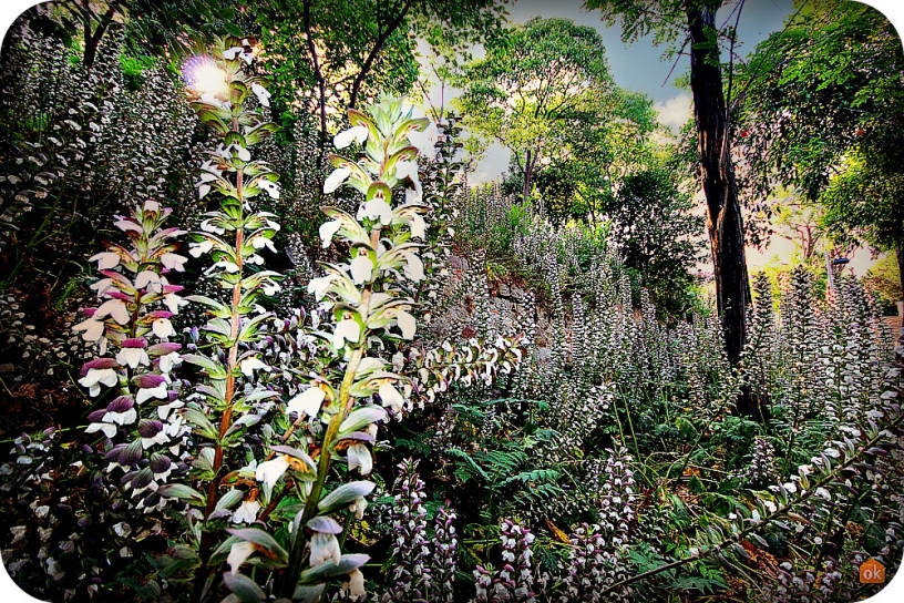 Montjuïc flowers in Barcelona