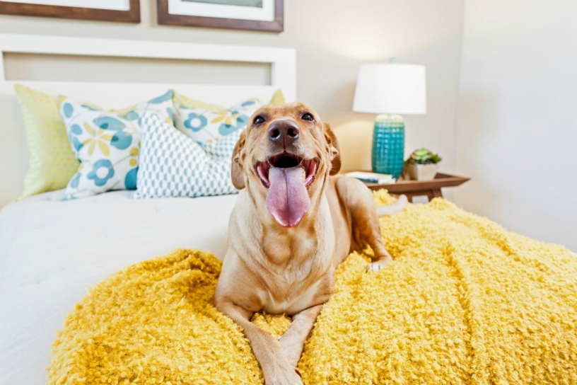 Happy dog in a pet-friendly apartment