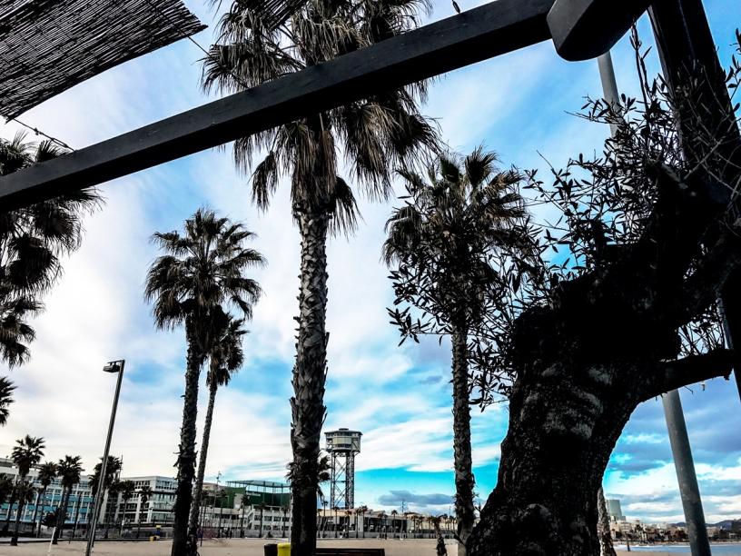 Palmtrees Sant Sebasta Barcelona