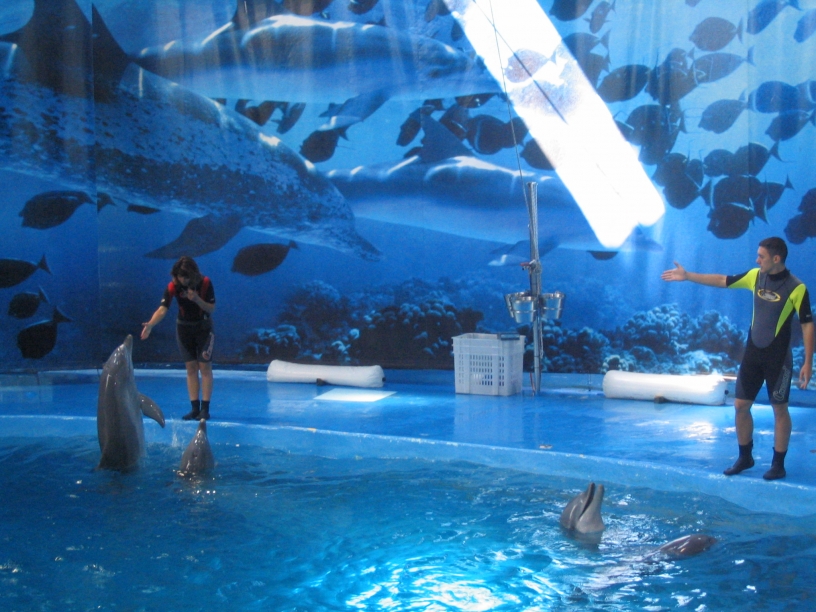 Visitar el Zoo Barcelona: delfines 