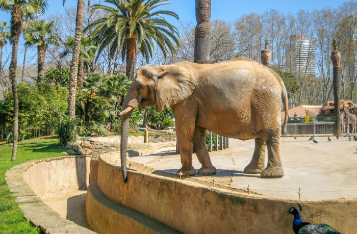 Djurpark i Barcelona