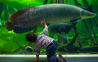 CosmoCaixa - Science Museum